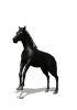 Horse Problems? Contact Us.